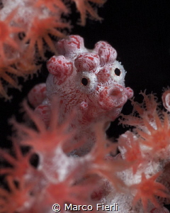 Bargibant's Pigmy Sea Horse, portrait by Marco Fierli 